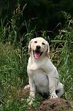LABRADOR 1262